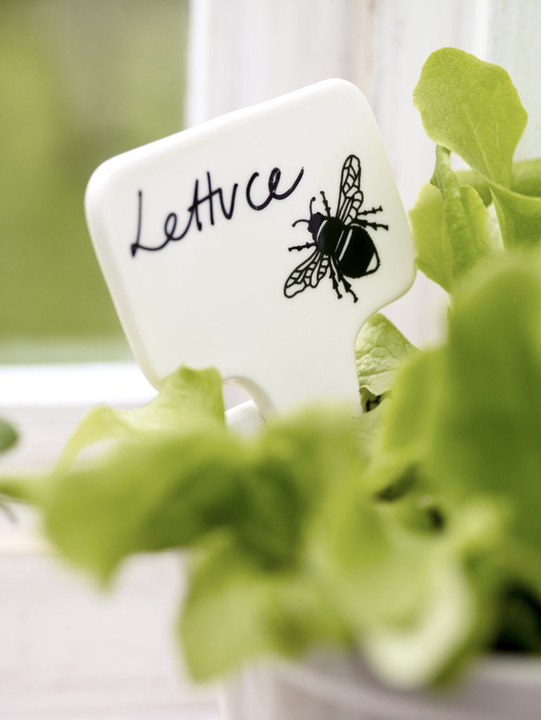 Modern Botanicals Plant Labels