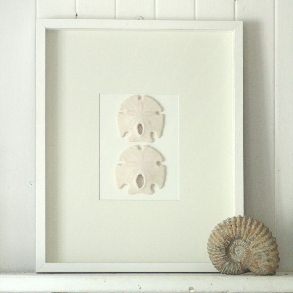 Sand Dollars Boxframe Large