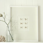 White Butterfly Boxframe Large